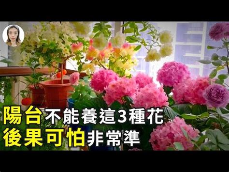 陽台種玫瑰|陽台可以種玫瑰花嗎？